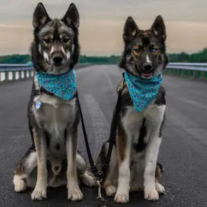 two dogs with scarves